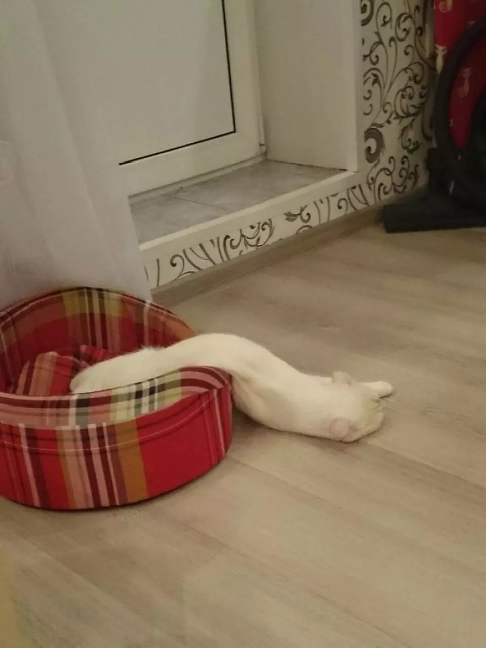 Funny Photos of Animals that Appear to be Melting