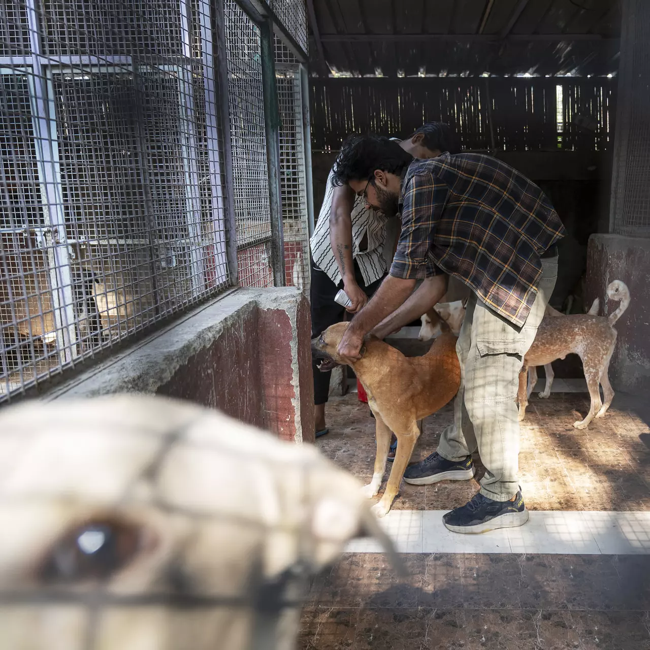 India's top court wanted Delhi's stray dogs gone, but it may have worsened the issue
