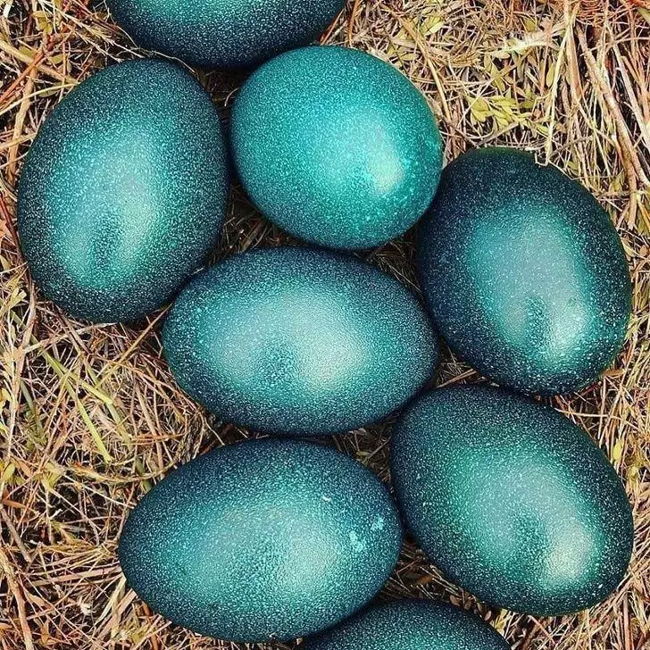 Eggs You Can Eat that Aren't from Chickens