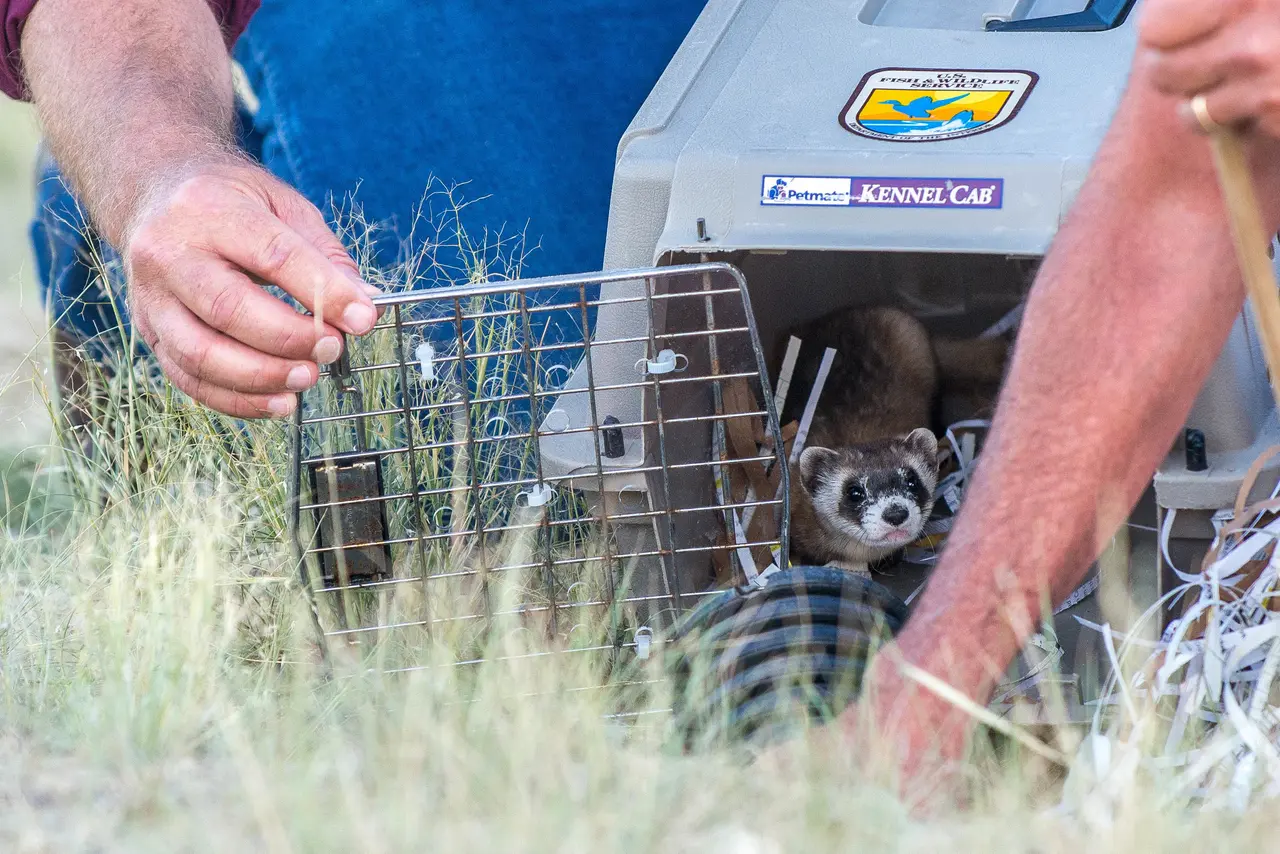 No black-footed ferrets found in Meeteetse, 40 years after a rescue saved the species