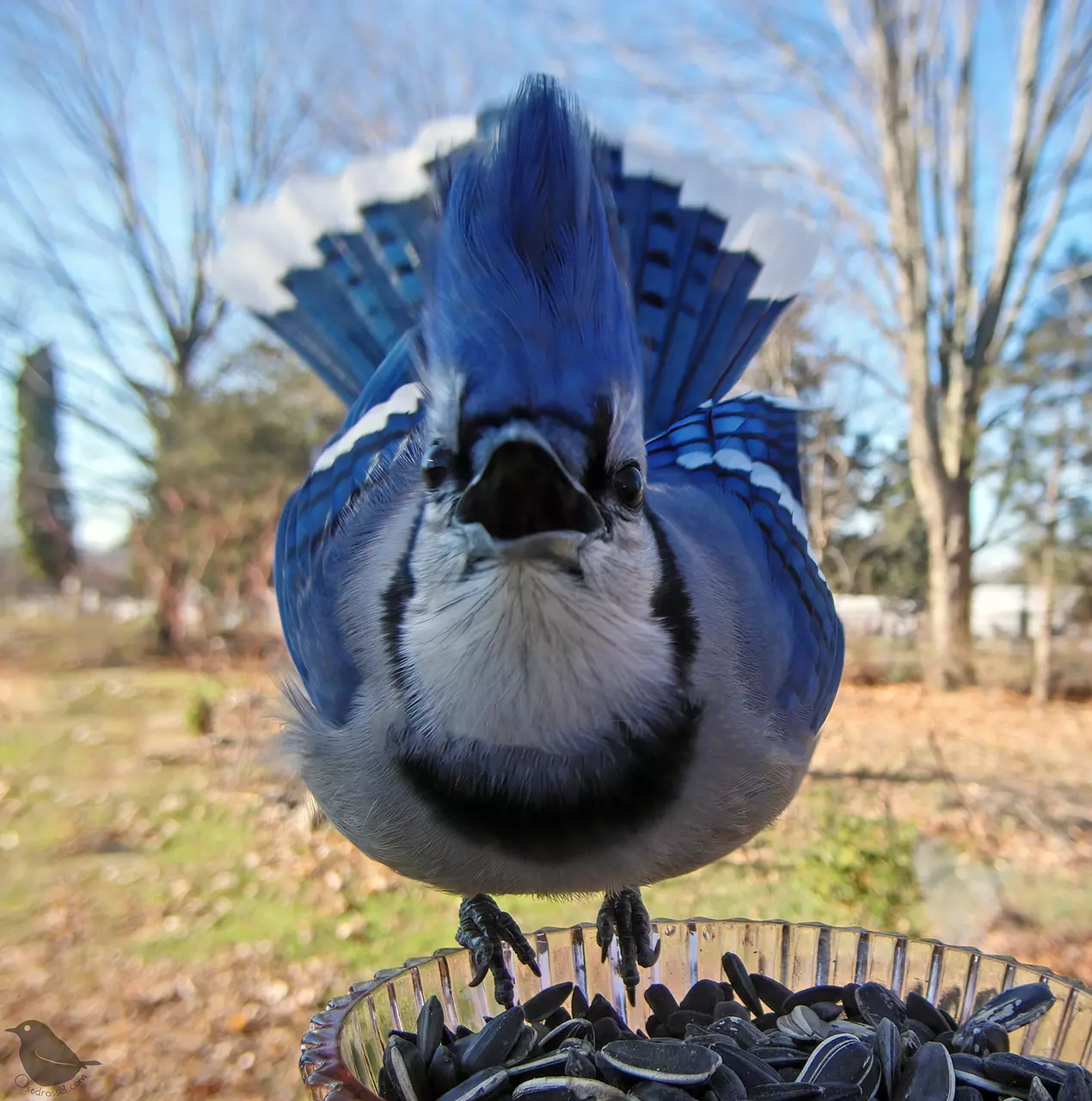 Comical Photos from a Bird Feeder Cam
