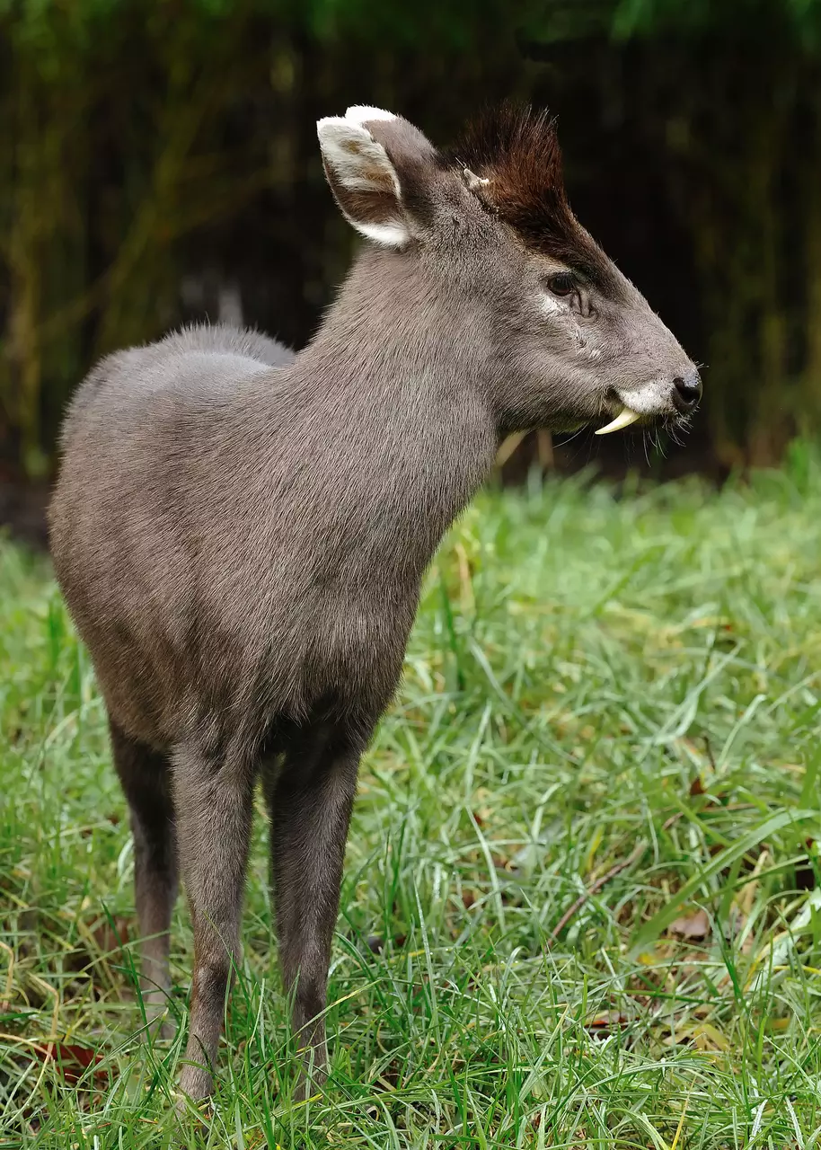 12 Bizarre Animals that Shouldn’t Exist