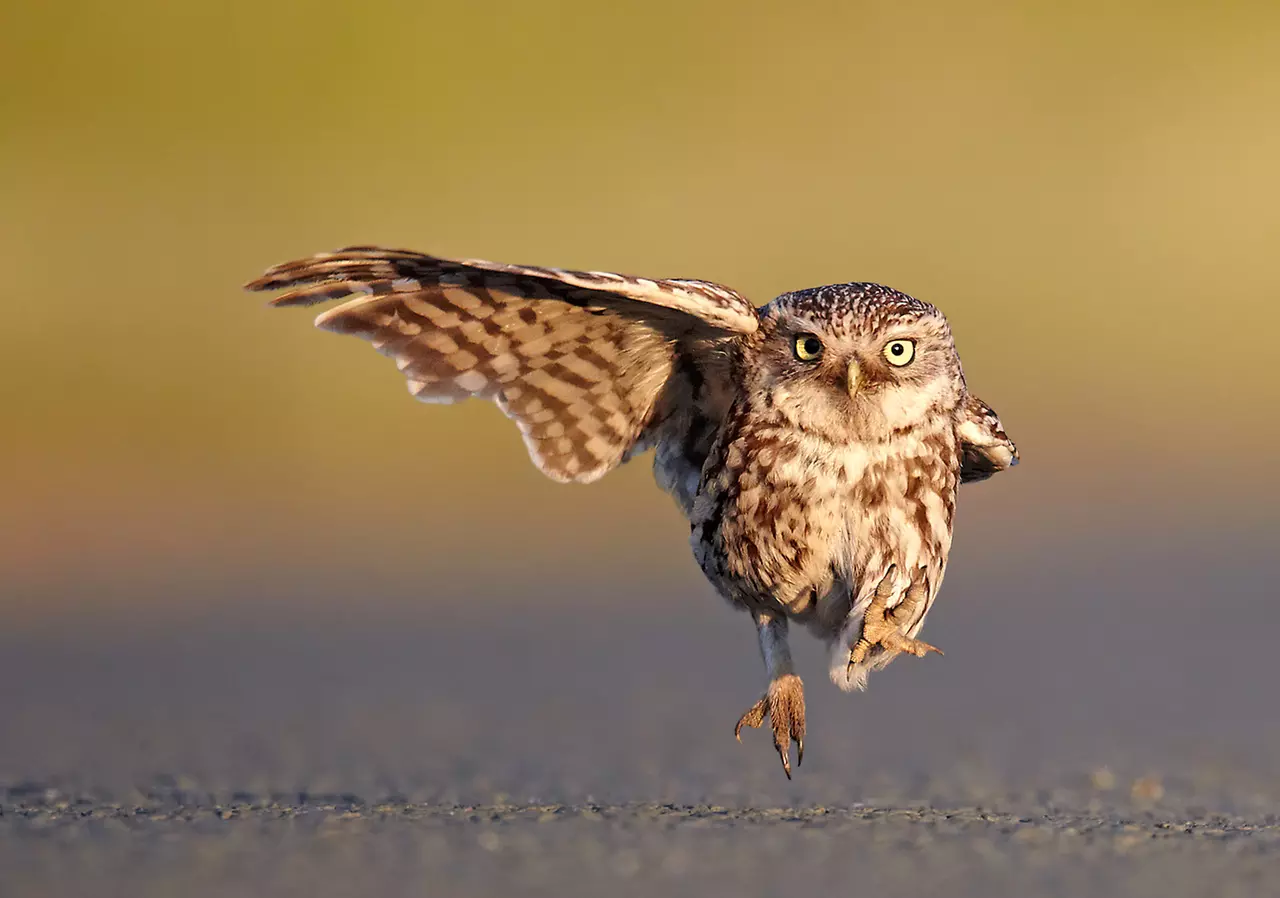 Hilarious Photos of Wild Animals