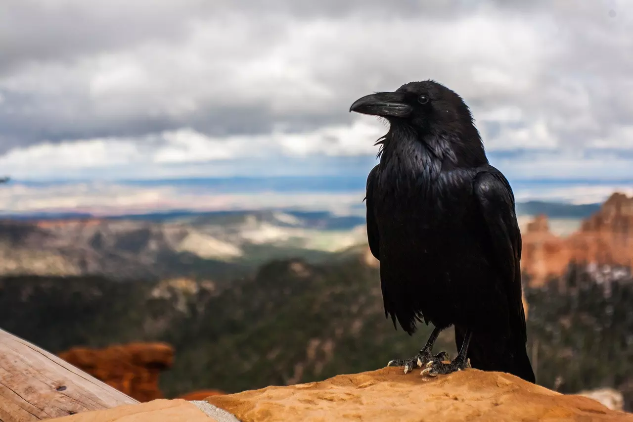 These are the Smartest Animals in the World