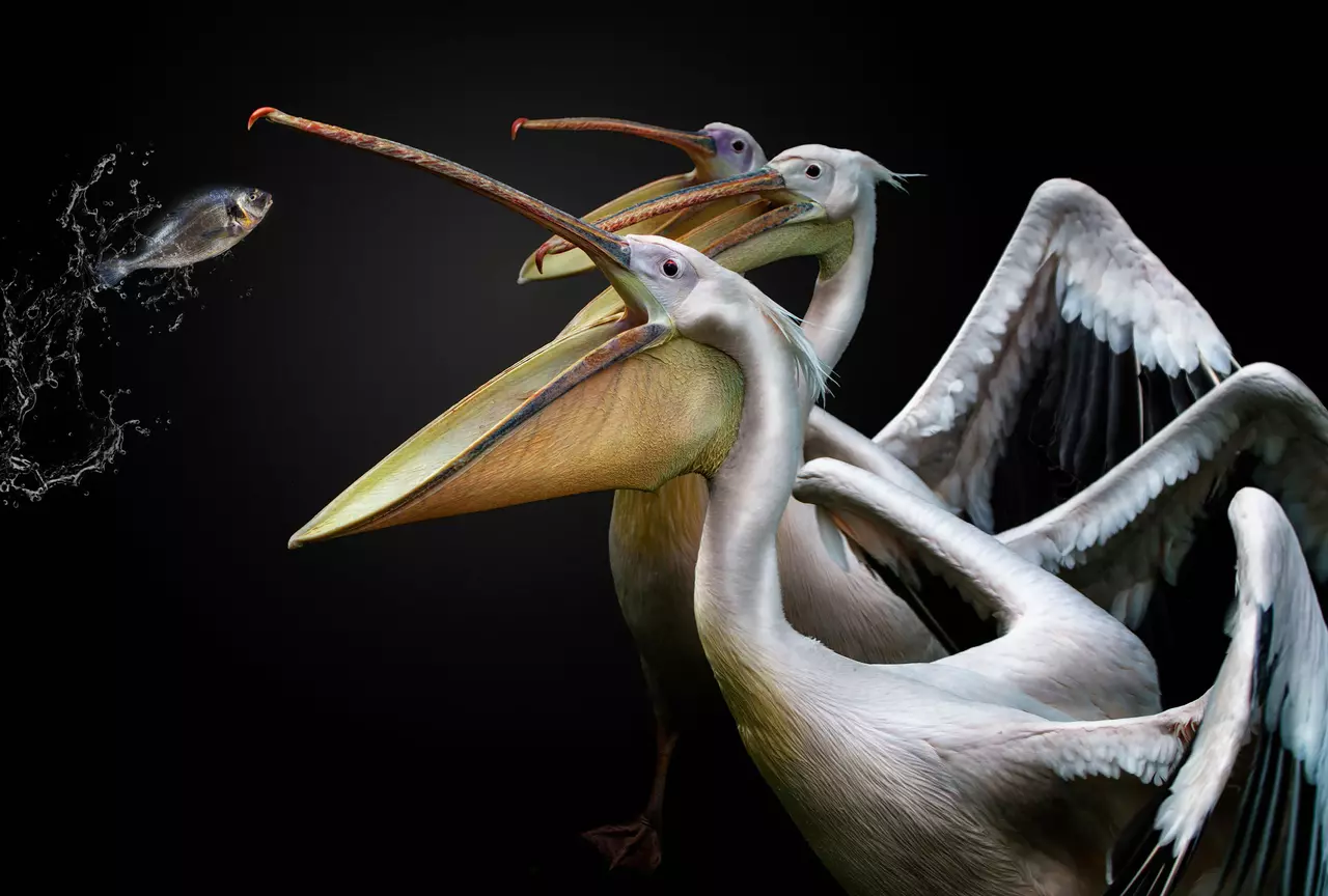 The Winners of a Bird Photography Contest