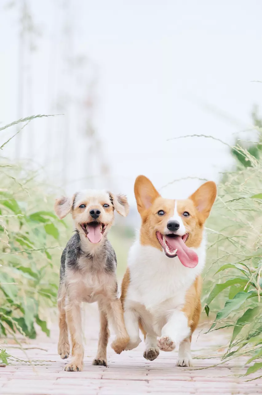 The Best Cities in the U.S. for Dog Owners
