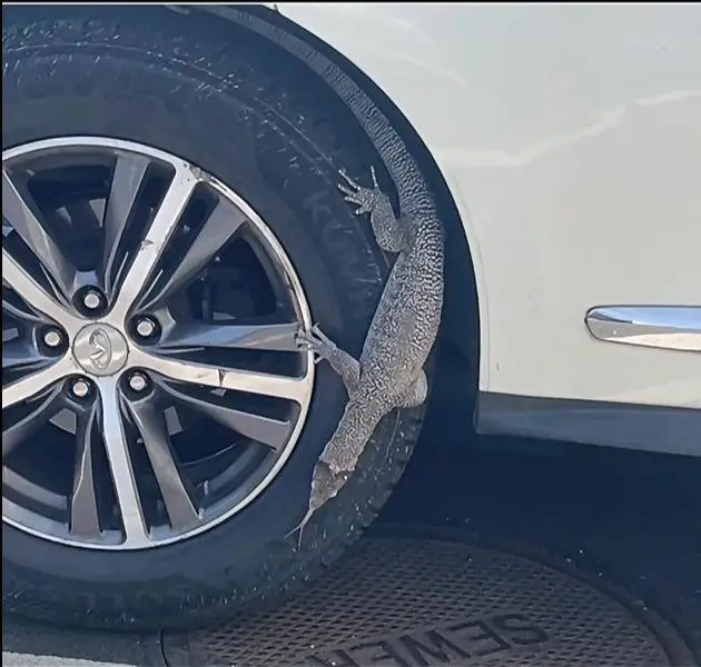Large, aggressive lizard wrangled in Mass. parking lot