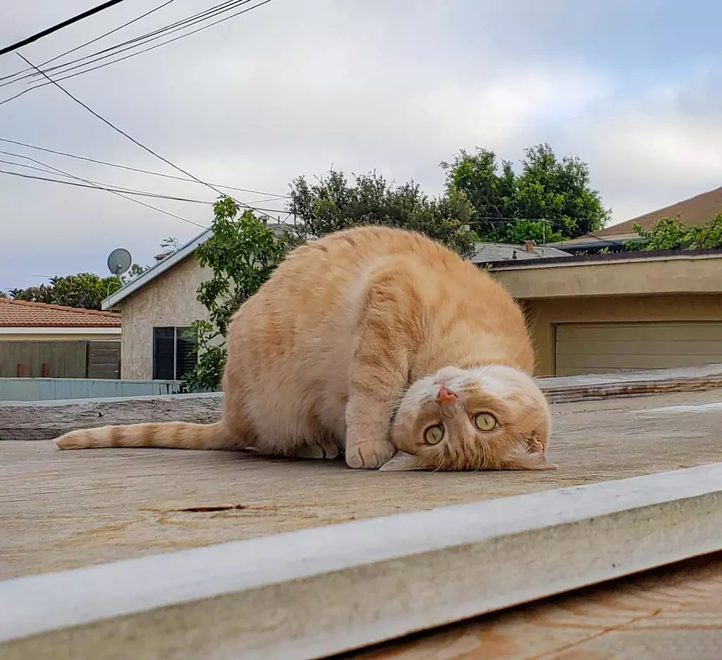 Help! My Cat is Broken