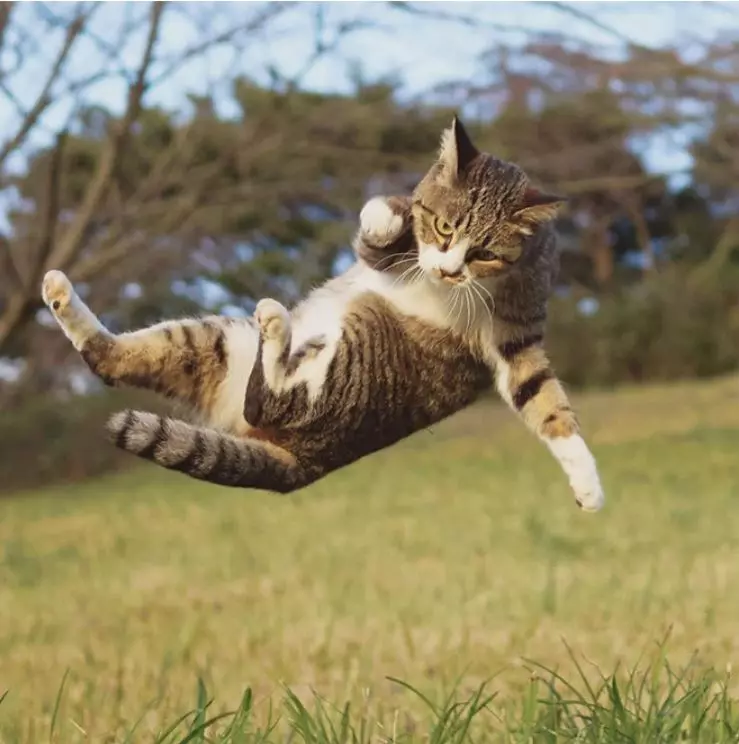 19 Cats Who Are Secretly Ninjas