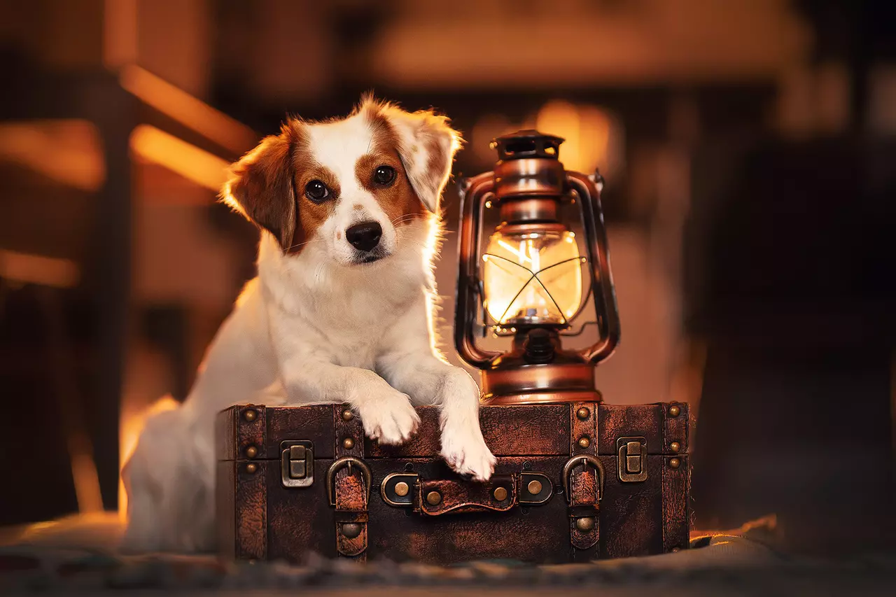 Adorable Posing Dogs