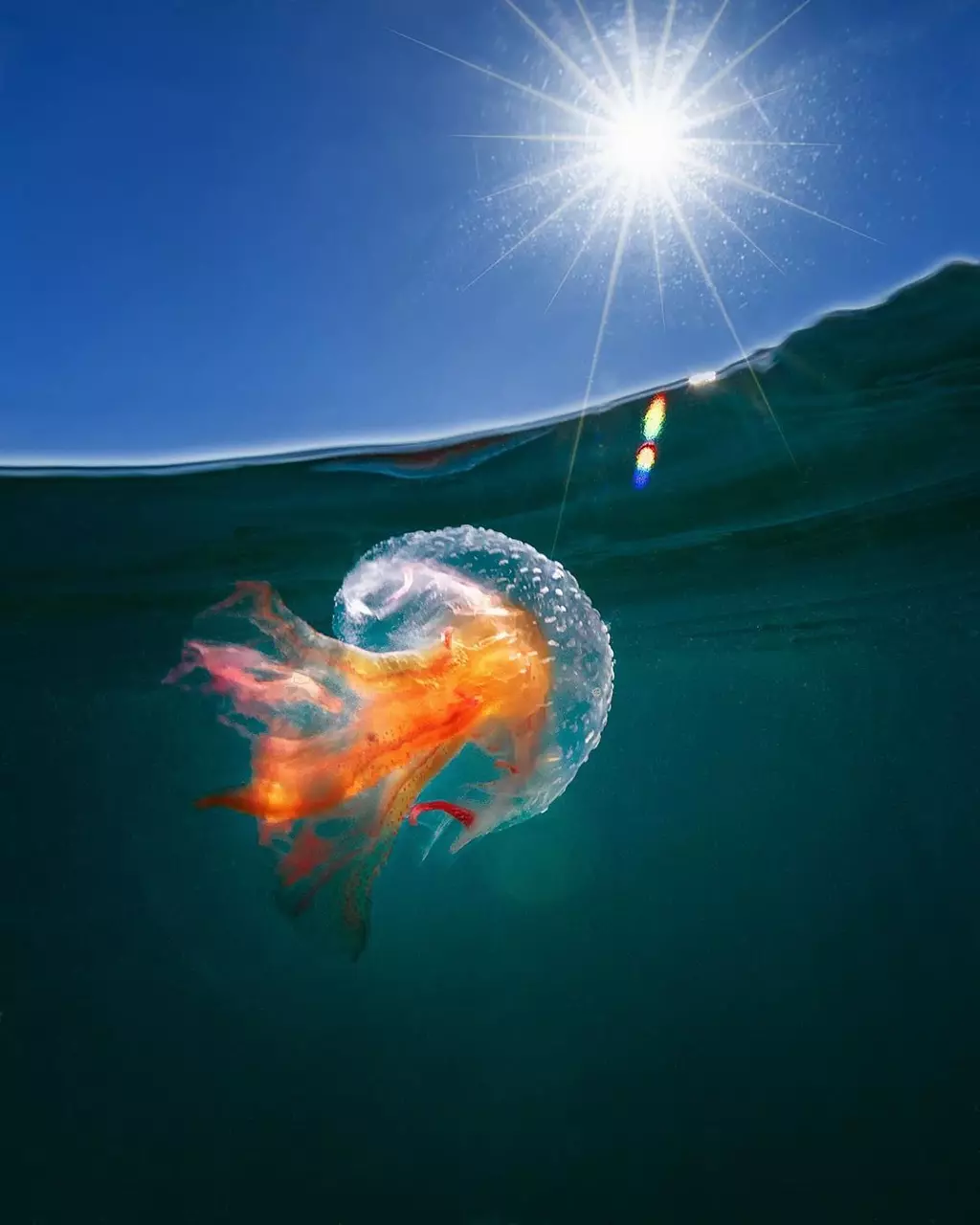 11 Dazzling Marine Life Photos