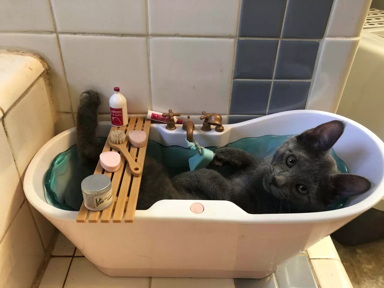 Hilarious Photos that Prove Cats Still Rule the Internet