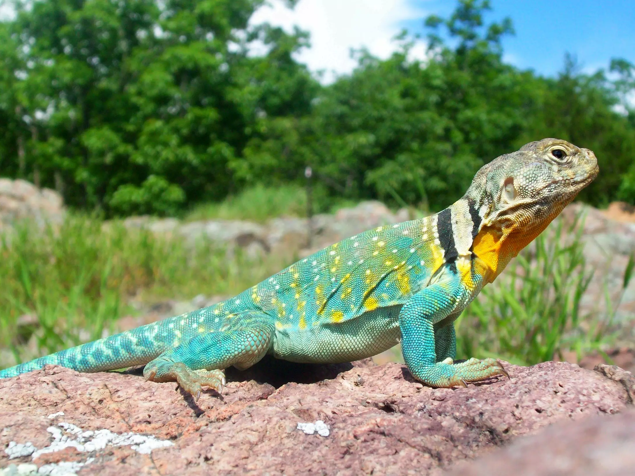 7 Bizarre Lizards that are Native to the U.S.