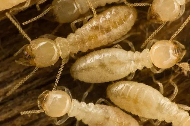 6 Invasive Bugs to Watch Out For