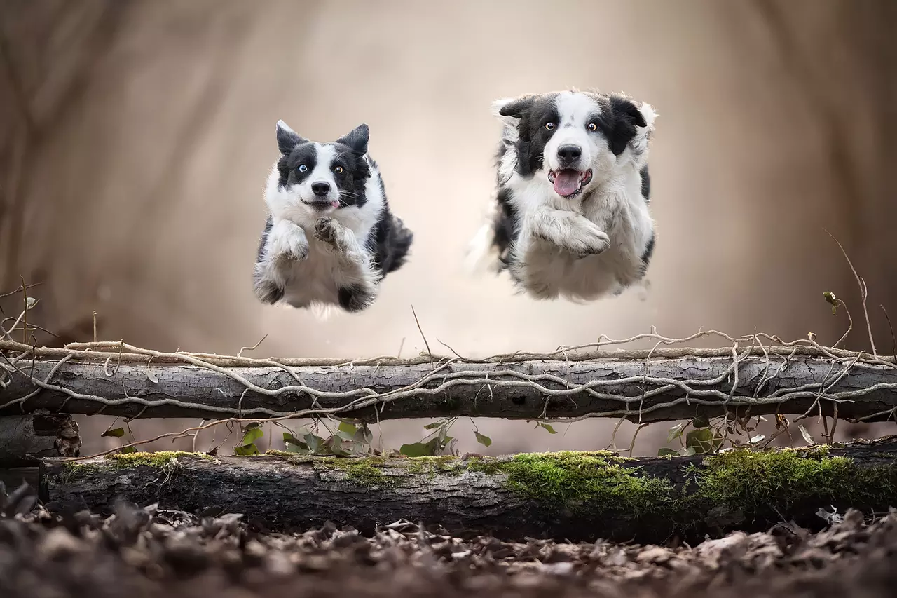 The Highlights of the International Photography Awards