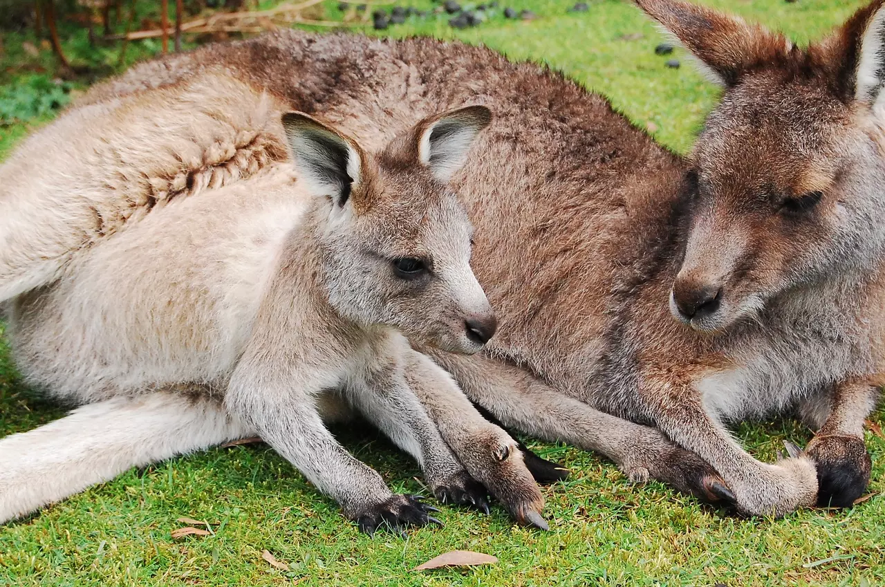 Adorable Baby Animals with Mom