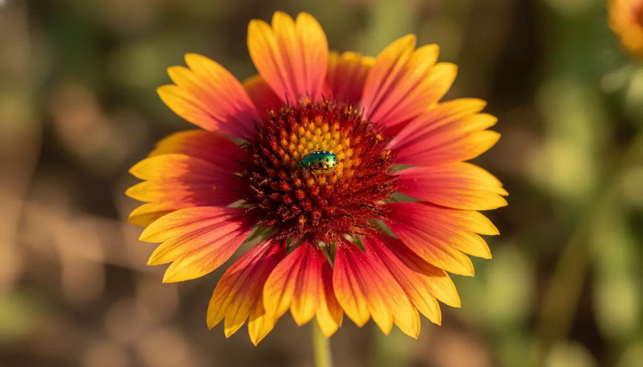 8 Tough Native Plants for Summer Heat
