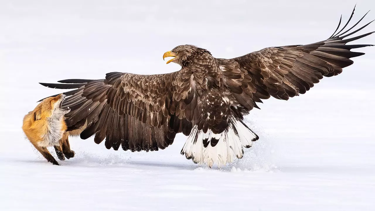 Magnificent Bird Photos