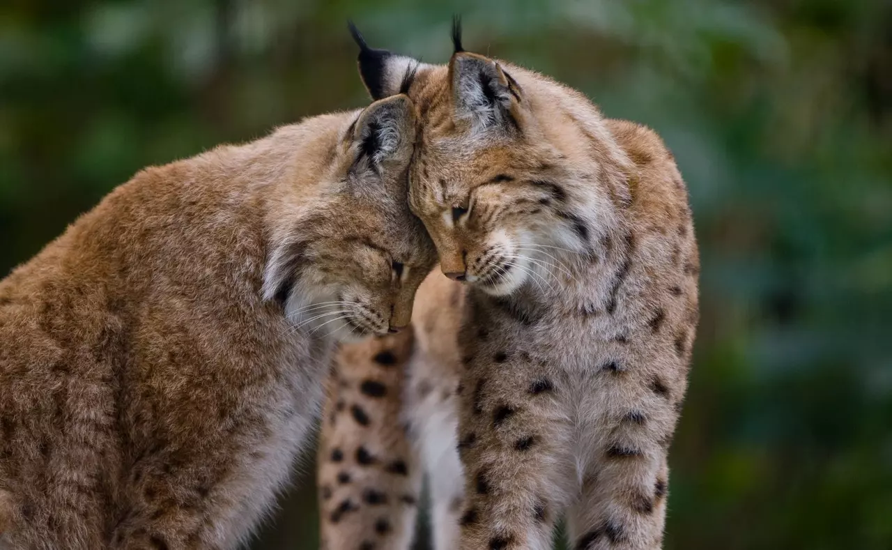 What Love Looks Like in the Animal Kingdom