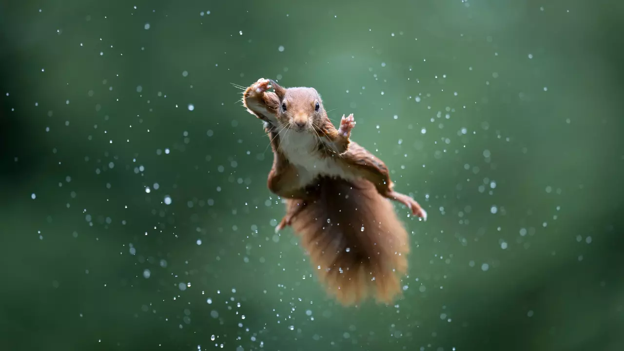 Top 10 Animals With Comedic Sense