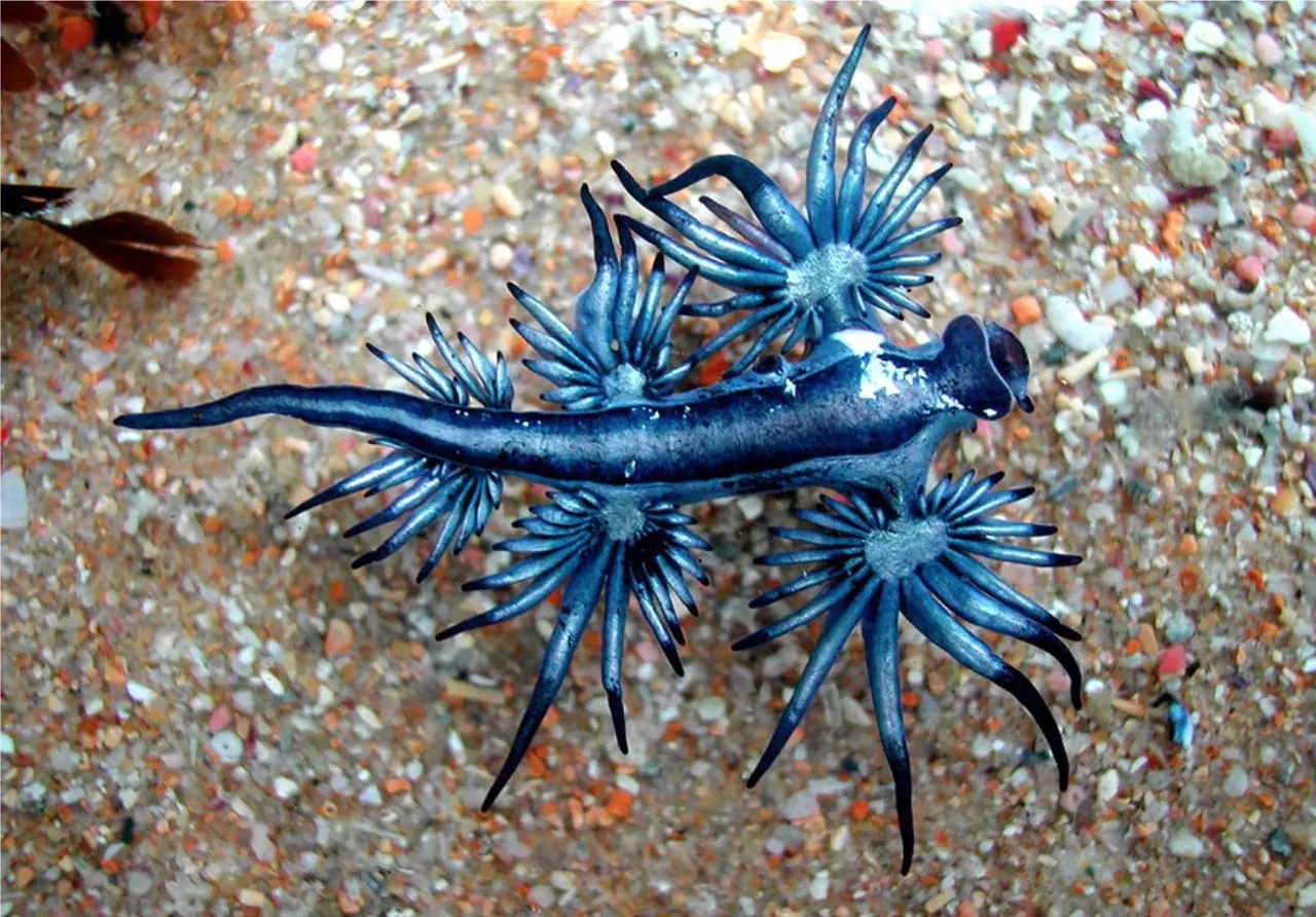 The Blue Dragon that Lives in the Ocean