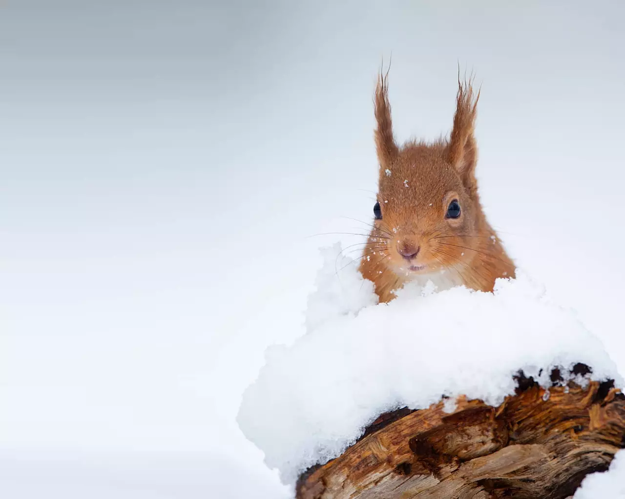 11 Cute Photos of  Small, Furry Creatures