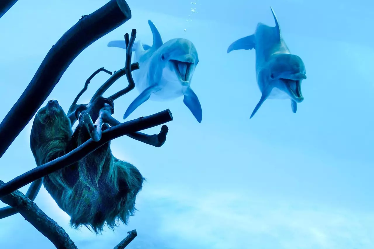 Dolphins Get Super Excited Over Meeting a Sloth
