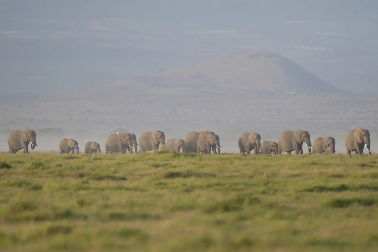 Kenya says 15 elephants died of cyanide poisoning after eating tomatoes from nearby farms