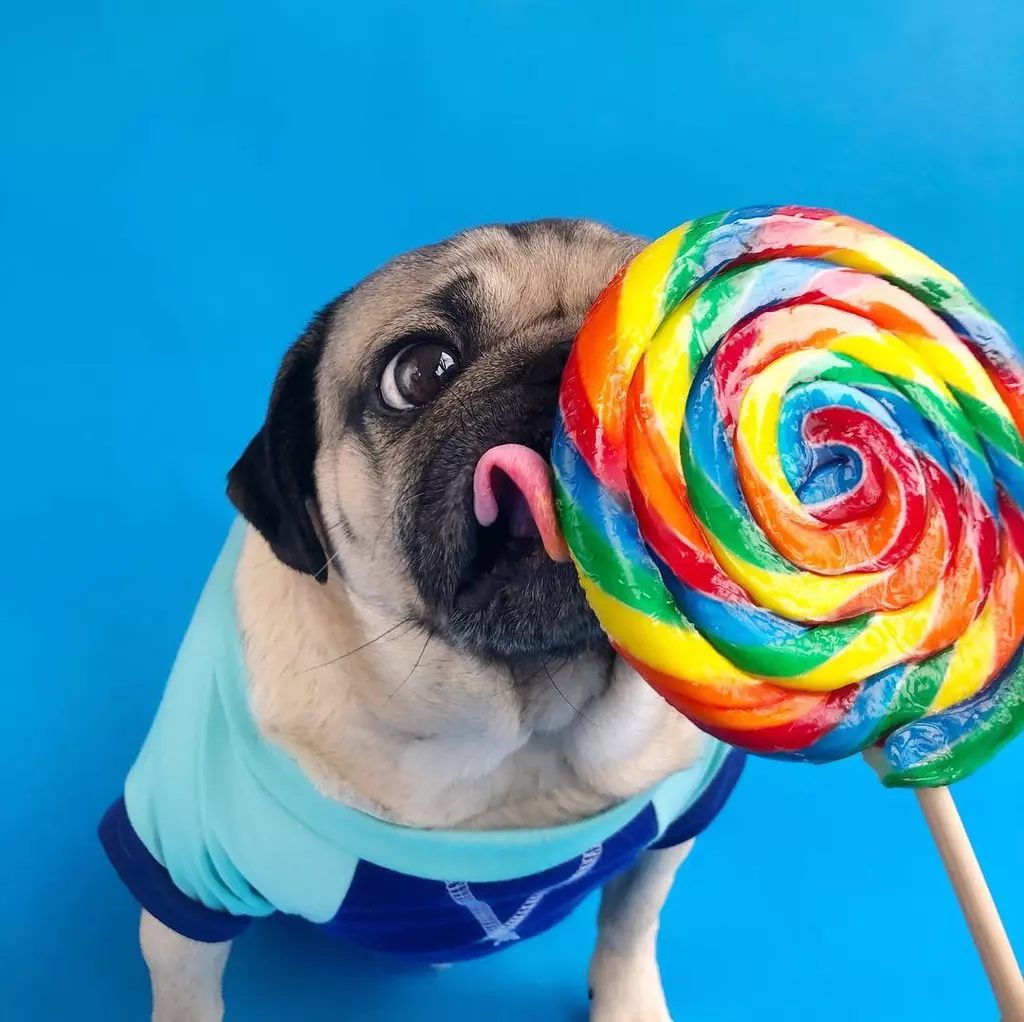 The Best Pugstagrams You Need to be Following