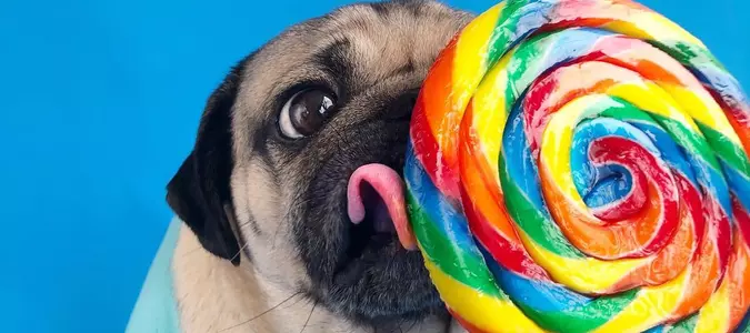 The Best Pugstagrams You Need to be Following