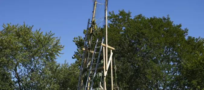 The world's tallest sunflower blooms in an Indiana backyard as a tribute to Ukraine