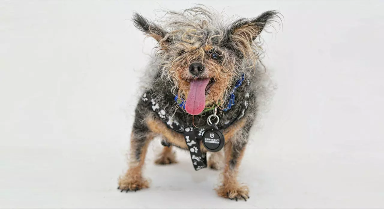 10 of the Ugliest Dogs Ever