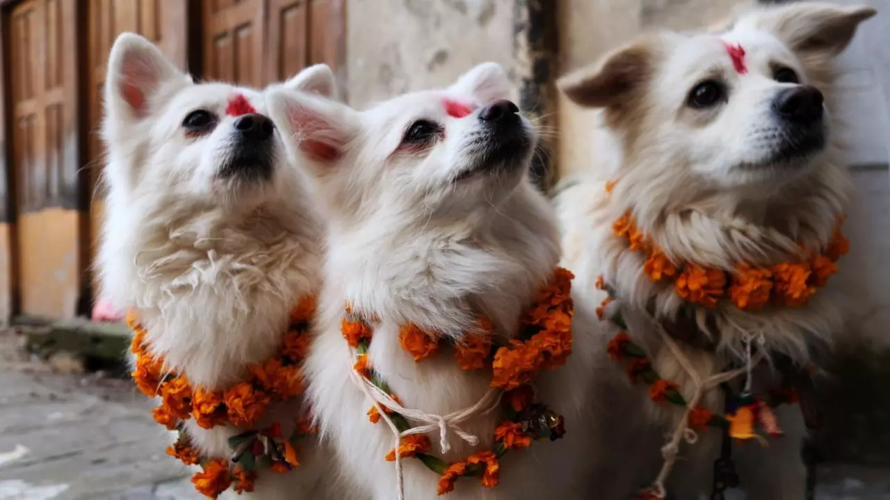 Hindu Festival Showers Dogs in Love and Affection