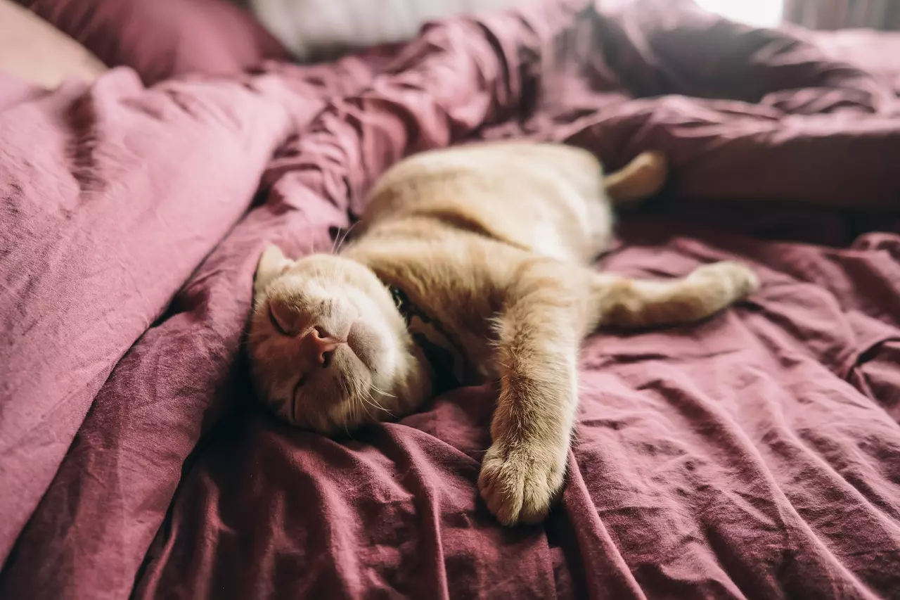 Sleep Inspiration from Furry Felines