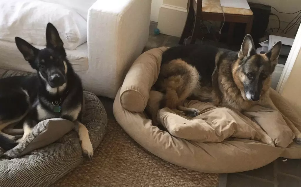 Meet the New First Dogs: Champ and Major Biden