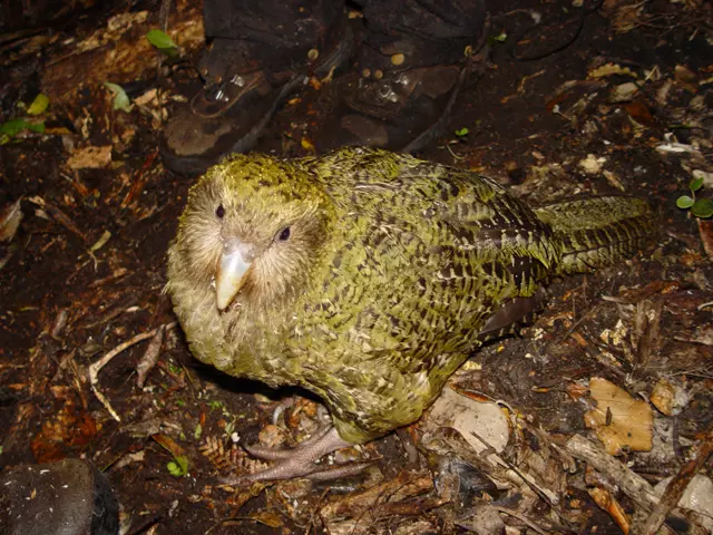 6 interesting Birds that Don’t Fly