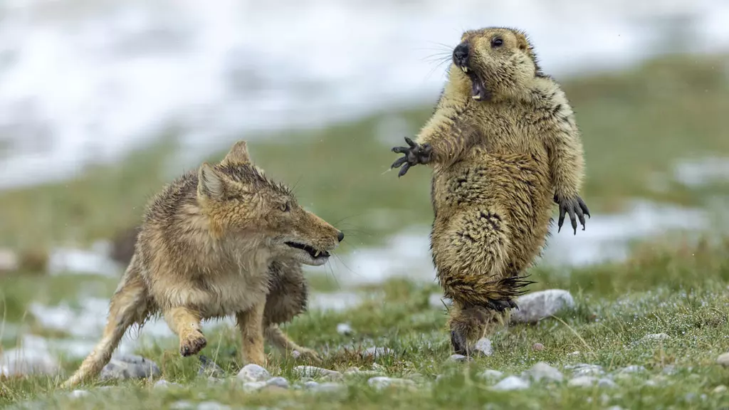 2019 Wildlife Photographer of the Year Winners