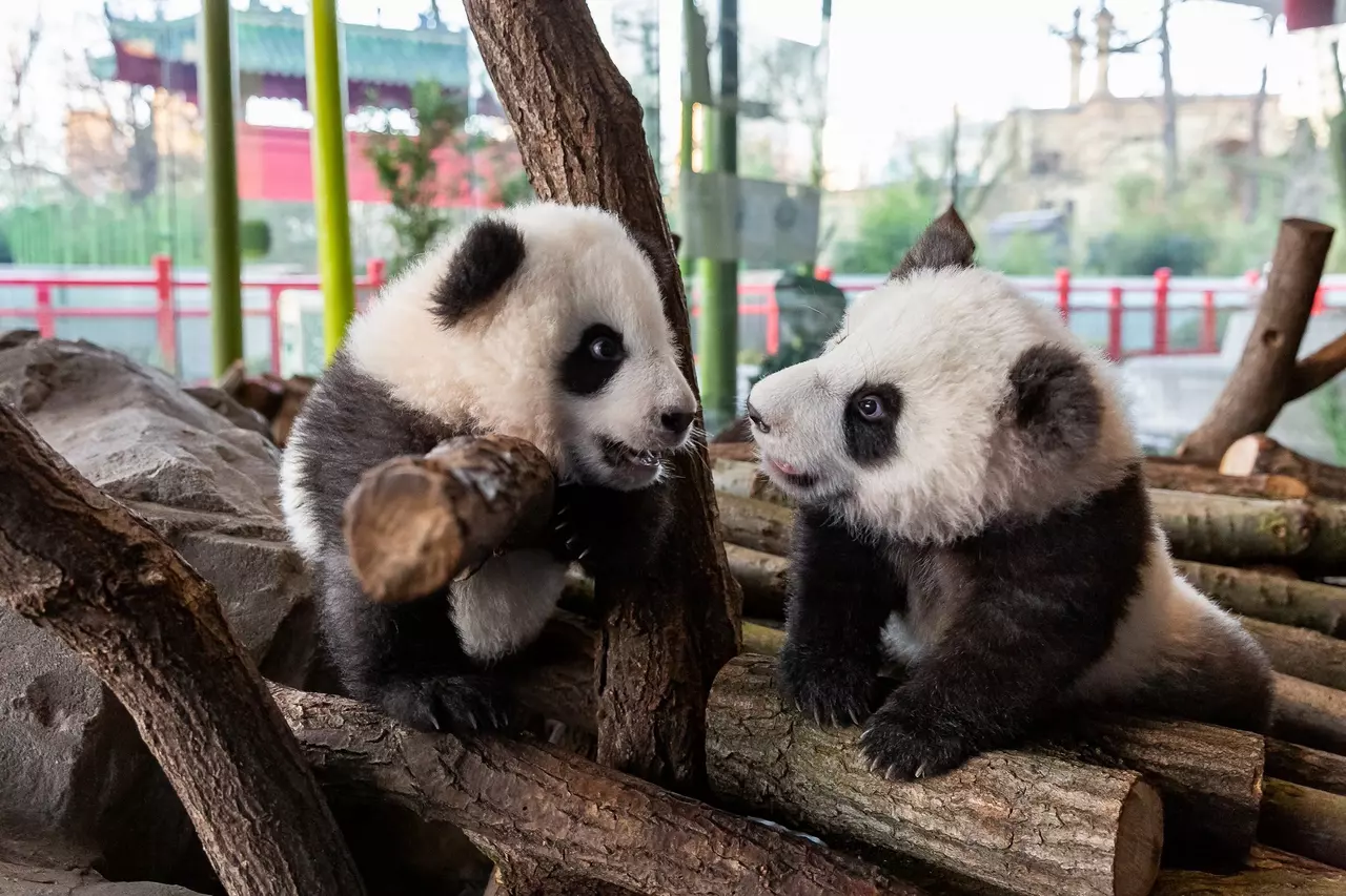 Look at 11 Adorable Photos of Baby Pandas