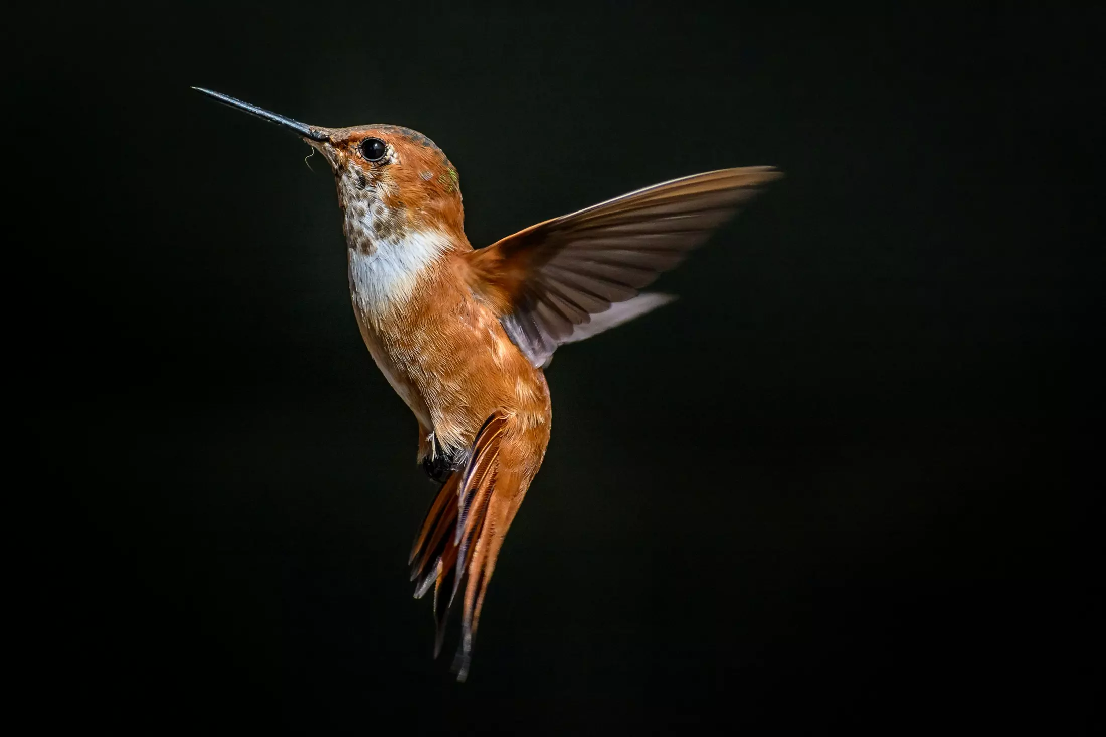 7 Stunning Species of Hummingbirds in the U.S.