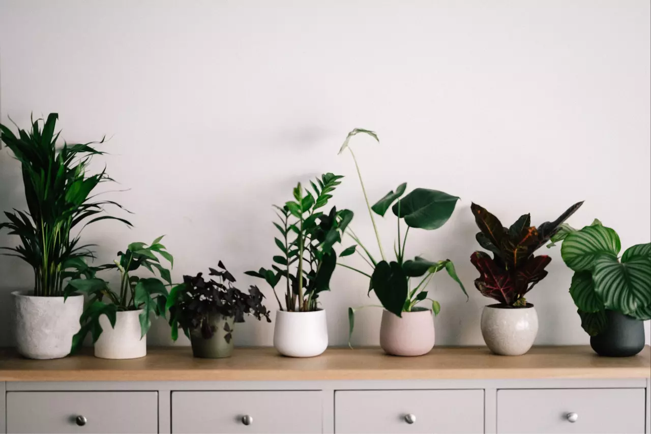 6 Tips on Caring for Indoor Plants