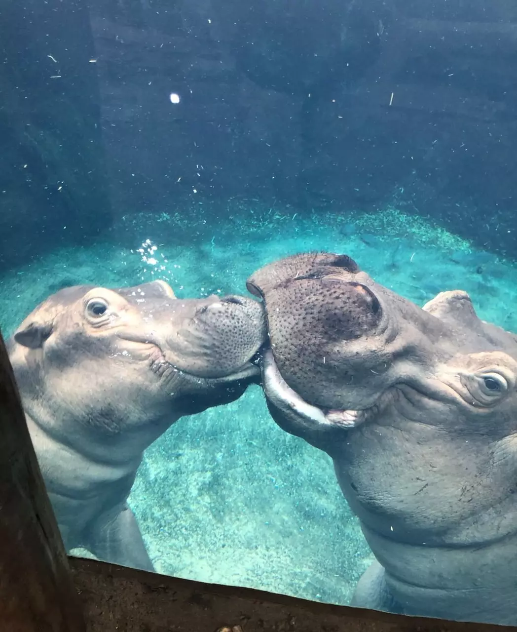 Hilarious Photos of Fiona the Hippo