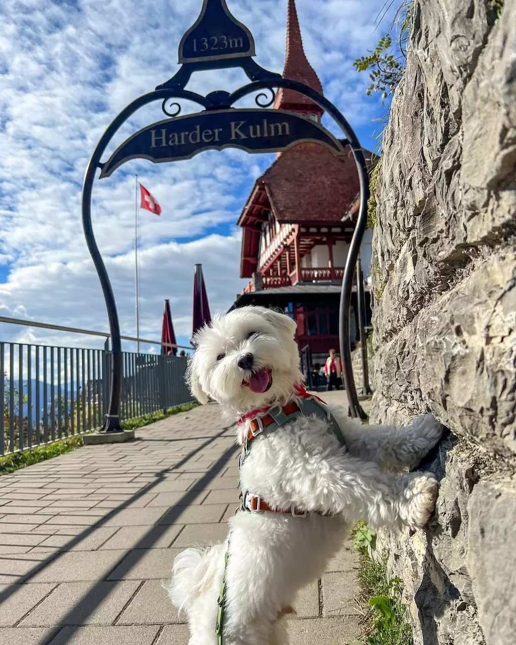 Travel the World with Tofu the Maltese
