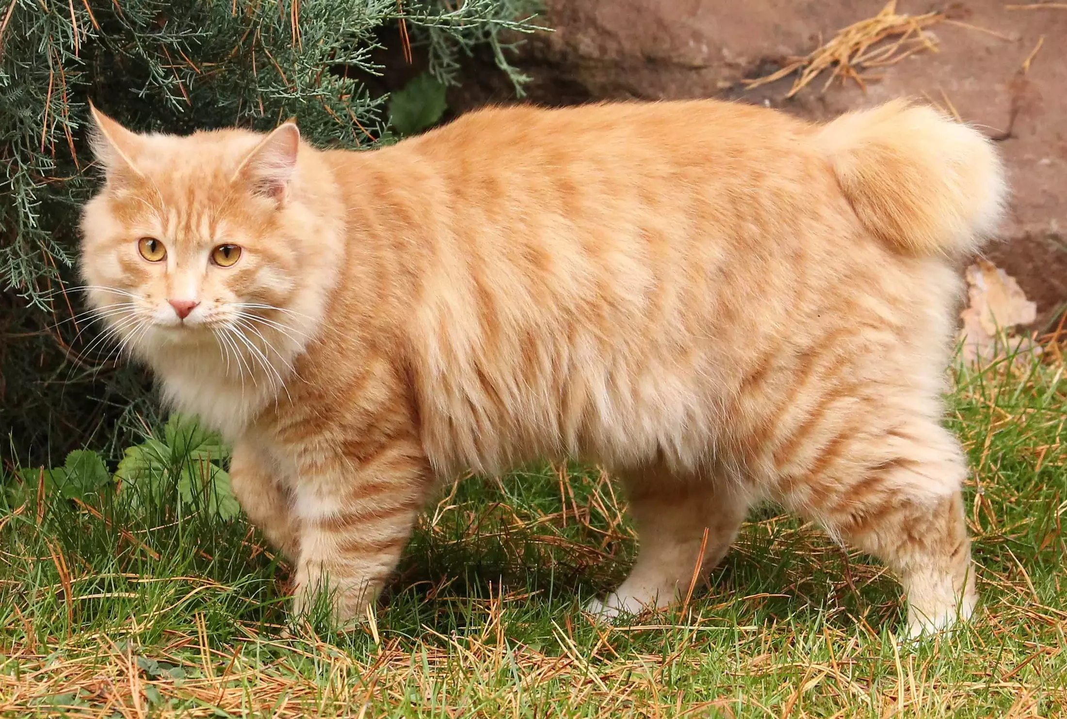7 Stunningly Beautiful Long-Haired Cat Breeds