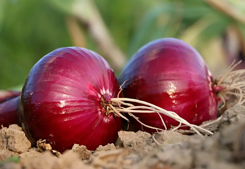 Never Feed These 8 Foods to Your Pets