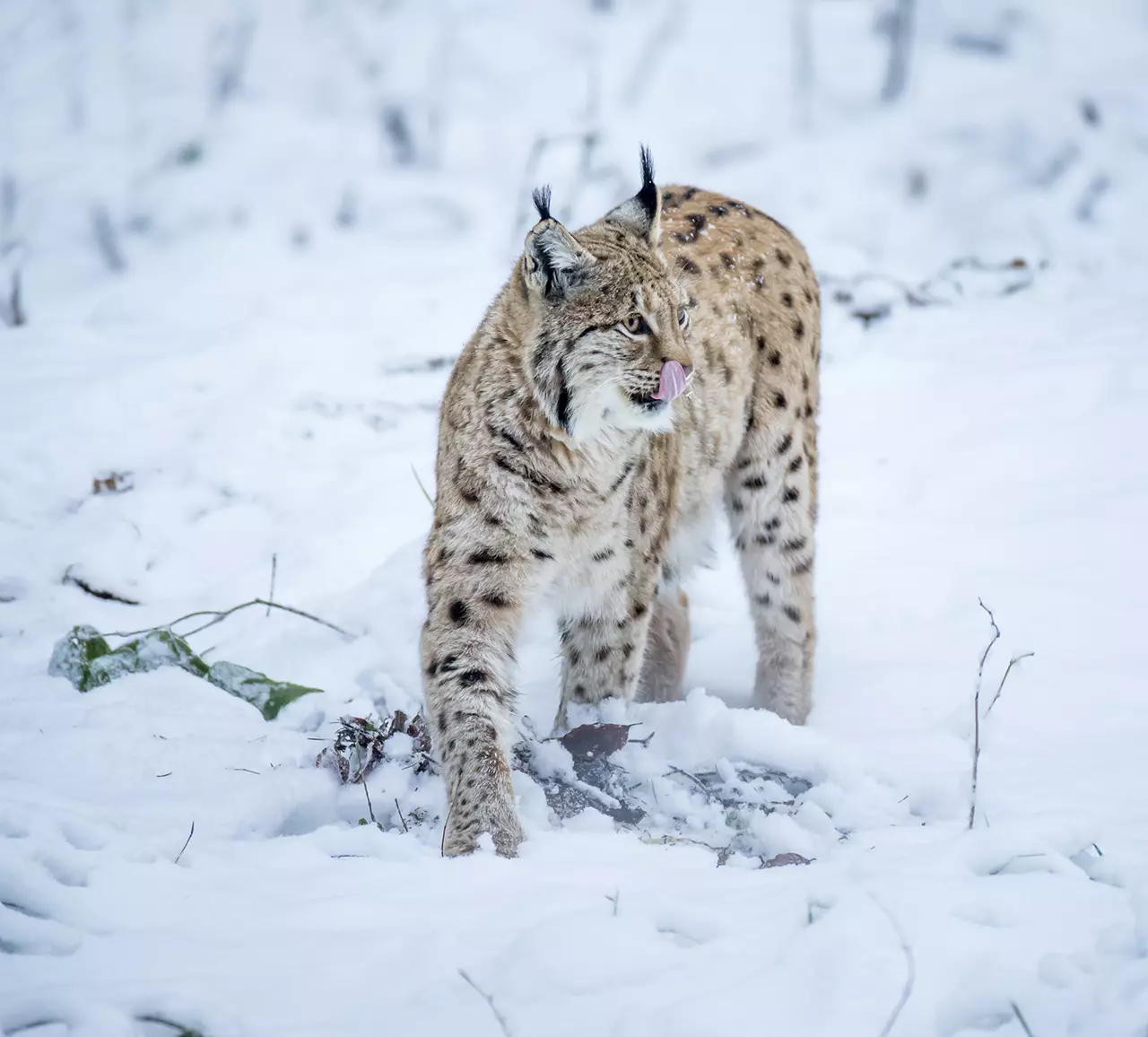 These Intimate Wildlife Photographs are Gorgeous