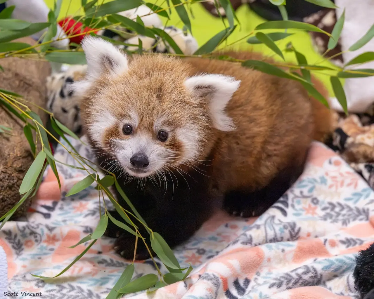 A Connecticut zoo celebrates the birth of one of the world’s rarest animals