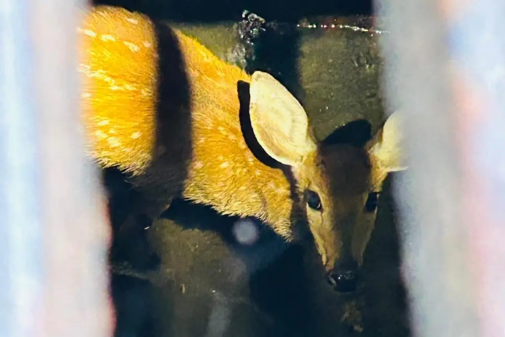 Crews hoist trapped fawn from storm drain in North Carolina