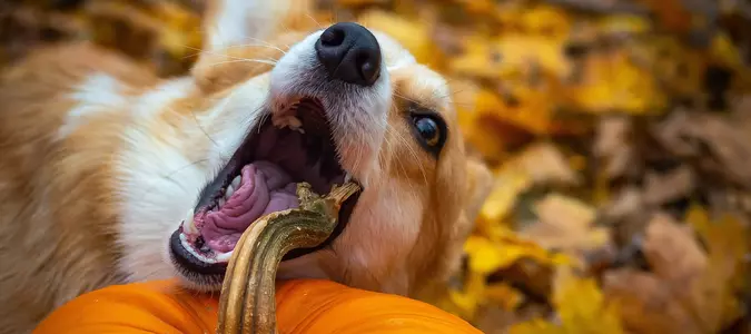 Enhance Your Dog's Kibble for Good Health & Longevity
