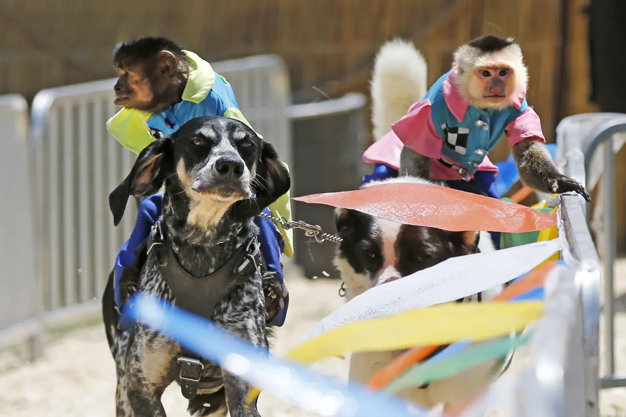 Law adds big cats, bears and primates to Illinois ban on traveling animal acts
