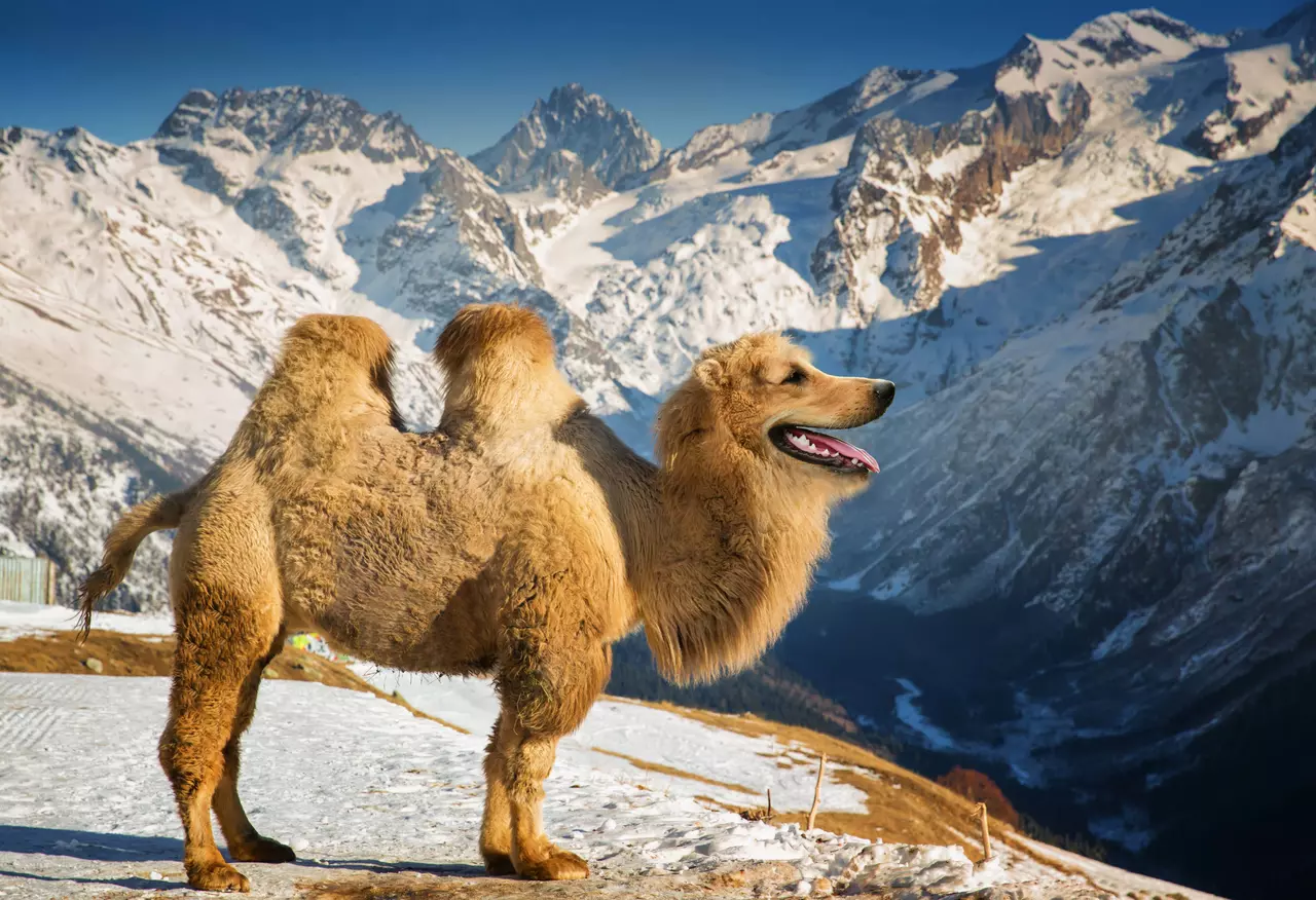 These Funny Fake Animal Hybrids are Hilarious